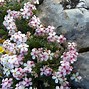 Image result for Androsace villosa subsp. taurica