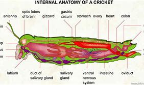 Image result for Cricket Insect Anatomy