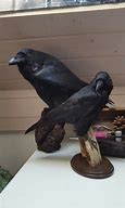 Image result for Raven and Crow Taxidermy