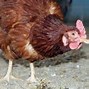 Image result for Mini Poule