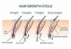 Image result for How Does Hair Growth Work