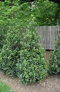 Image result for Shrubs That Grow 6 Feet Tall