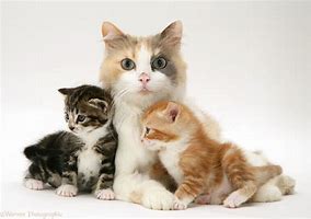 Image result for Mama Kitten