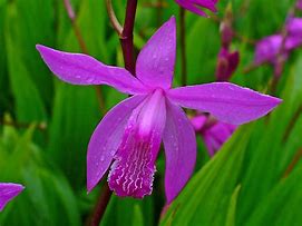 Image result for Bletilla striata