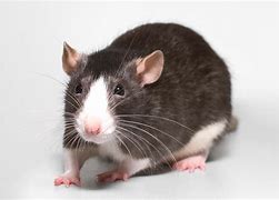 Image result for Rat Pictuture