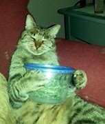 Image result for Cat High On Catnip