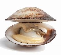 Image result for Clam PNG
