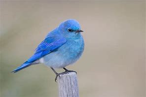 Image result for Things That Are Baby Blue