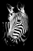 Image result for Zebra Black and White