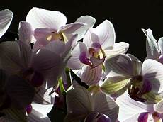 orchidee fiori appassiti come potare le orchidee pollicegreen orchidee fiori appassiti come potare le orchidee pollicegreen