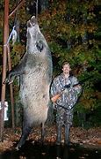 Image result for Hog Hunting in Michigan