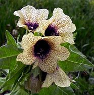 Image result for Henbane