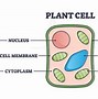 Image result for Cell Classification Chart
