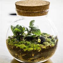 Image result for Terrarium with Water