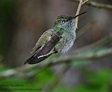 Image result for Aphantochroa Trochilidae