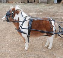 Image result for Make Haste Harness Horse