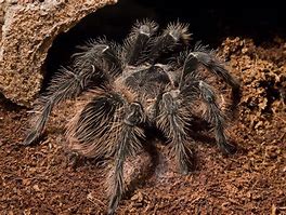Image result for Lasiodora Parahybana in the Wild