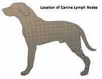 Image result for Canine Cutaneous Lymphoma
