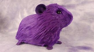 Image result for Purple Guinea Pig