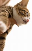 Image result for cat�dico