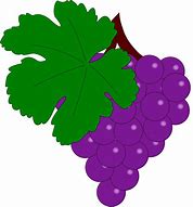 Image result for Pics of Grapes On Vine