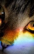 Image result for Rainbow Kittens