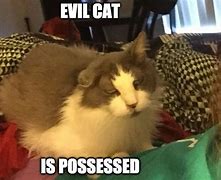 Image result for Cat Evil Human Meme