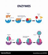 Image result for Enzyme-Labeled