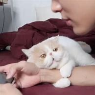Image result for Stage 5 Clingers Cat
