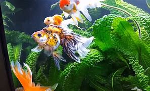 Image result for Fancy Goldfish Tank