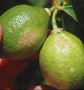 Image result for "citrus-thrips"