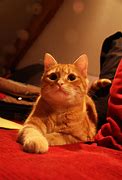 Image result for Blue Orange Tabby Cat