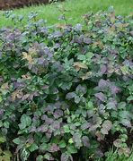 Image result for Spiraea japonica DOUBLE PLAY BLUE KAZOO