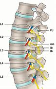 Image result for Lumbar Spinal Nerve 5