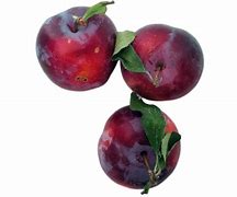 Image result for Chinese Plum Fruit