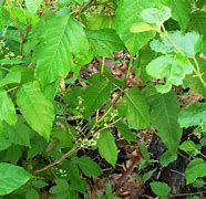 Image result for Flowering Poison Ivy