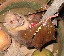 Image result for Nendo Tube-Nosed Fruit Bat