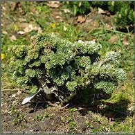 Image result for Abies veitchii Rumburk