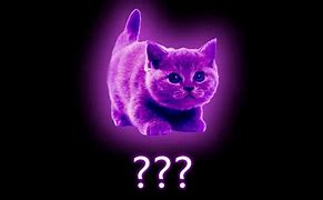 Image result for Mad Cat Meowing
