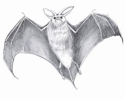 Image result for Bat Pencil Colour Drawing