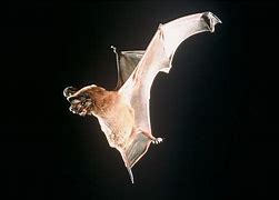 Image result for Types of Bats Species