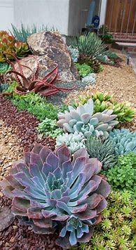 Image result for How to Design a Succulent Garden