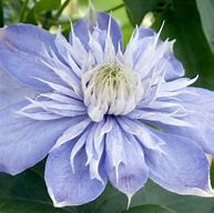 Image result for Clematis Blue Light