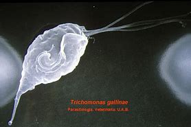 Image result for Trichomoniasis Birds