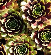 Image result for Sempervivum Hayling