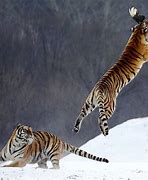 Image result for Siberian Tiger Hunting Prey