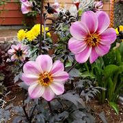 Image result for Dahlia Zone Ten ®