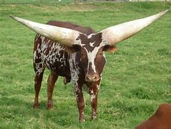 Image result for african cattle horns