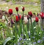 Afbeeldingsresultaten voor Tulipa Couleur Cardinal