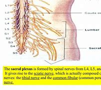 Image result for S3 S4 Spine
